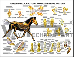 Equine Forelimb Joint and Ligament Wall Chart